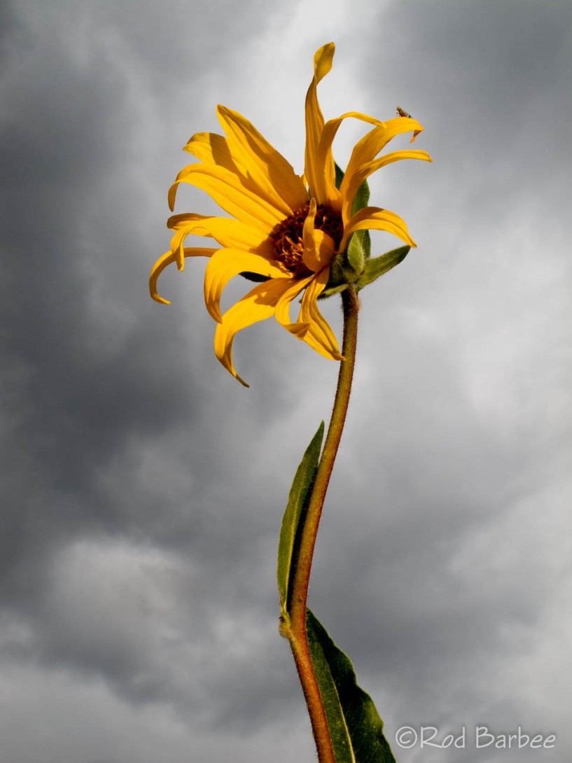 Mule's Ear