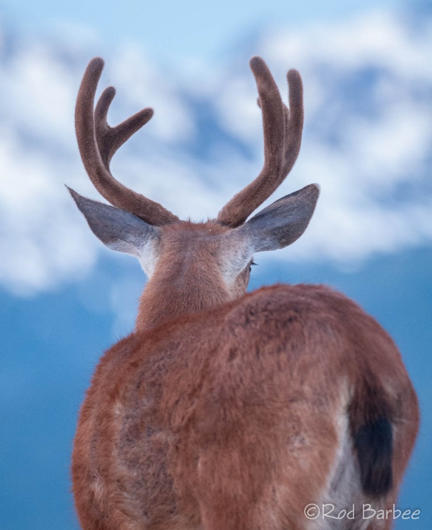 Columbia blacktail deer on Hurricane Ridge