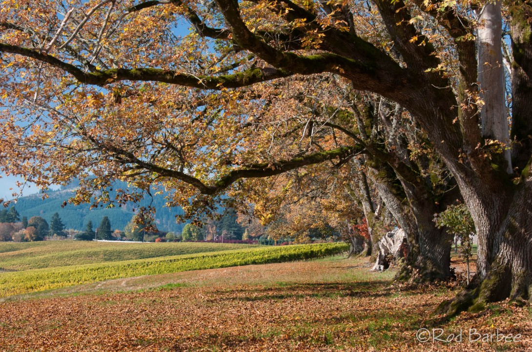 Oak trees at Montinore Estate winery