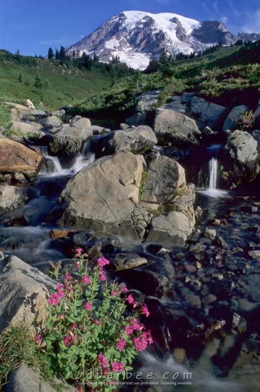 Edith Creek and Mt. Rainier