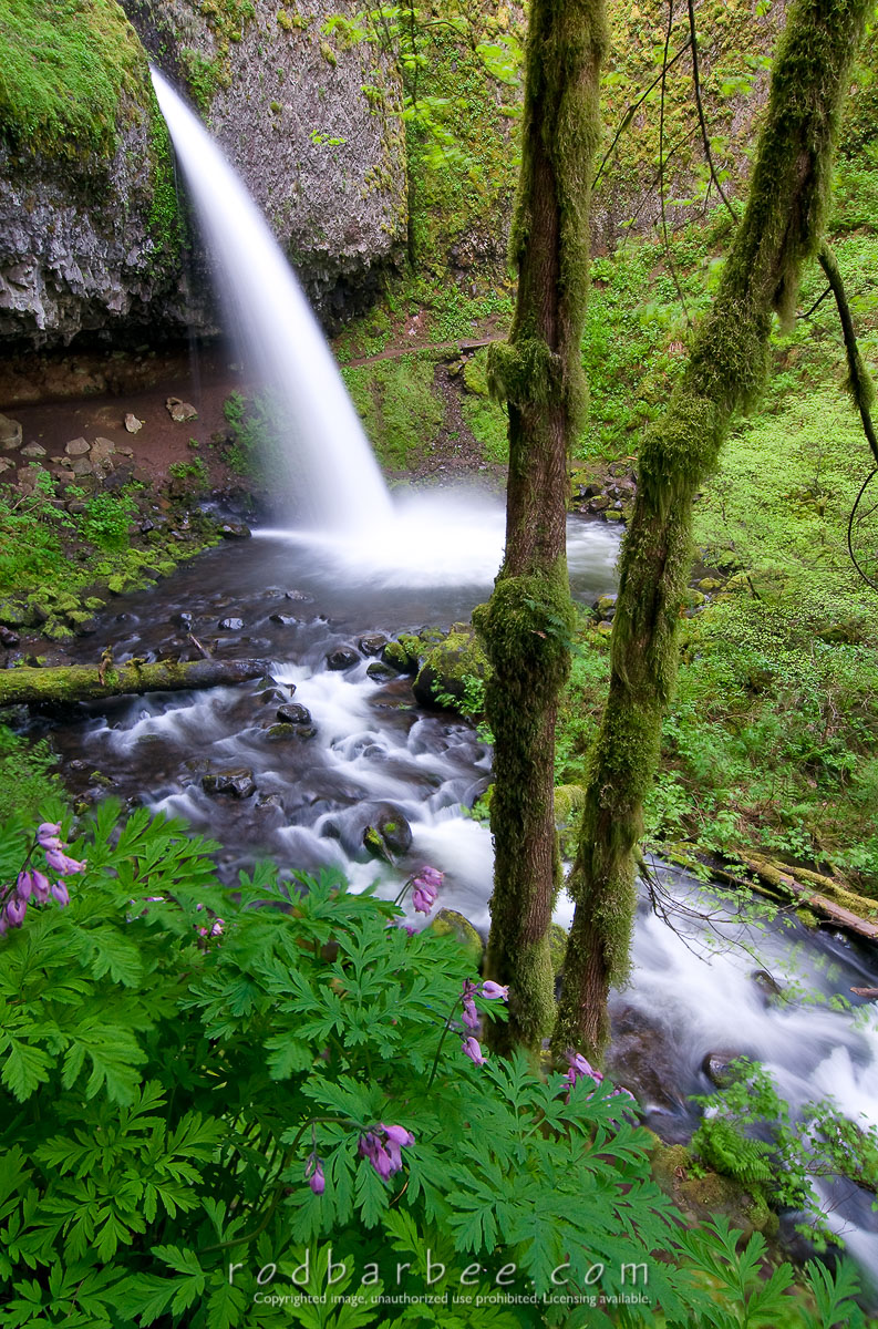 Ponytail Falls