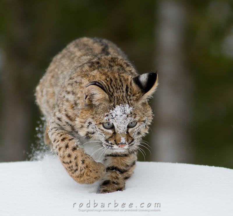 bobcat in snow
