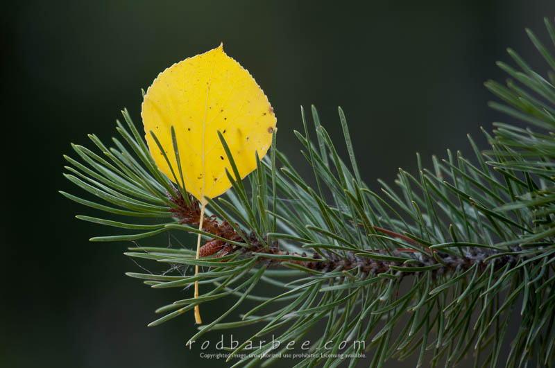 Aspen leaf