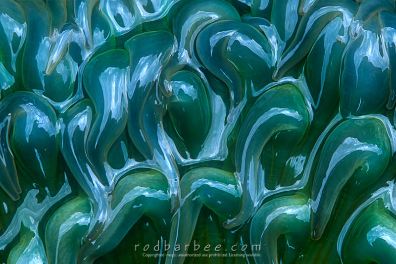 anemone