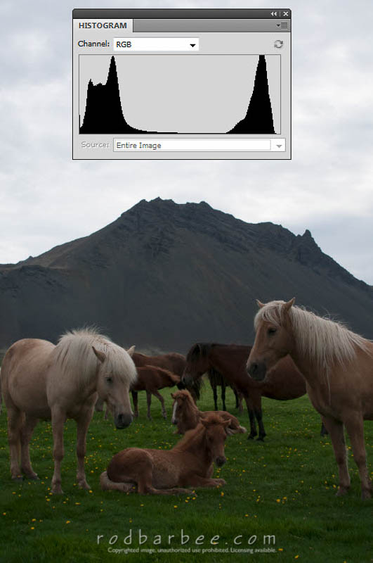 Icelandic horses