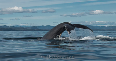Humpback whale tail