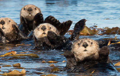 Sea Otters